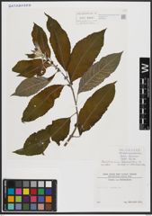 Foto von Salix caprea L.